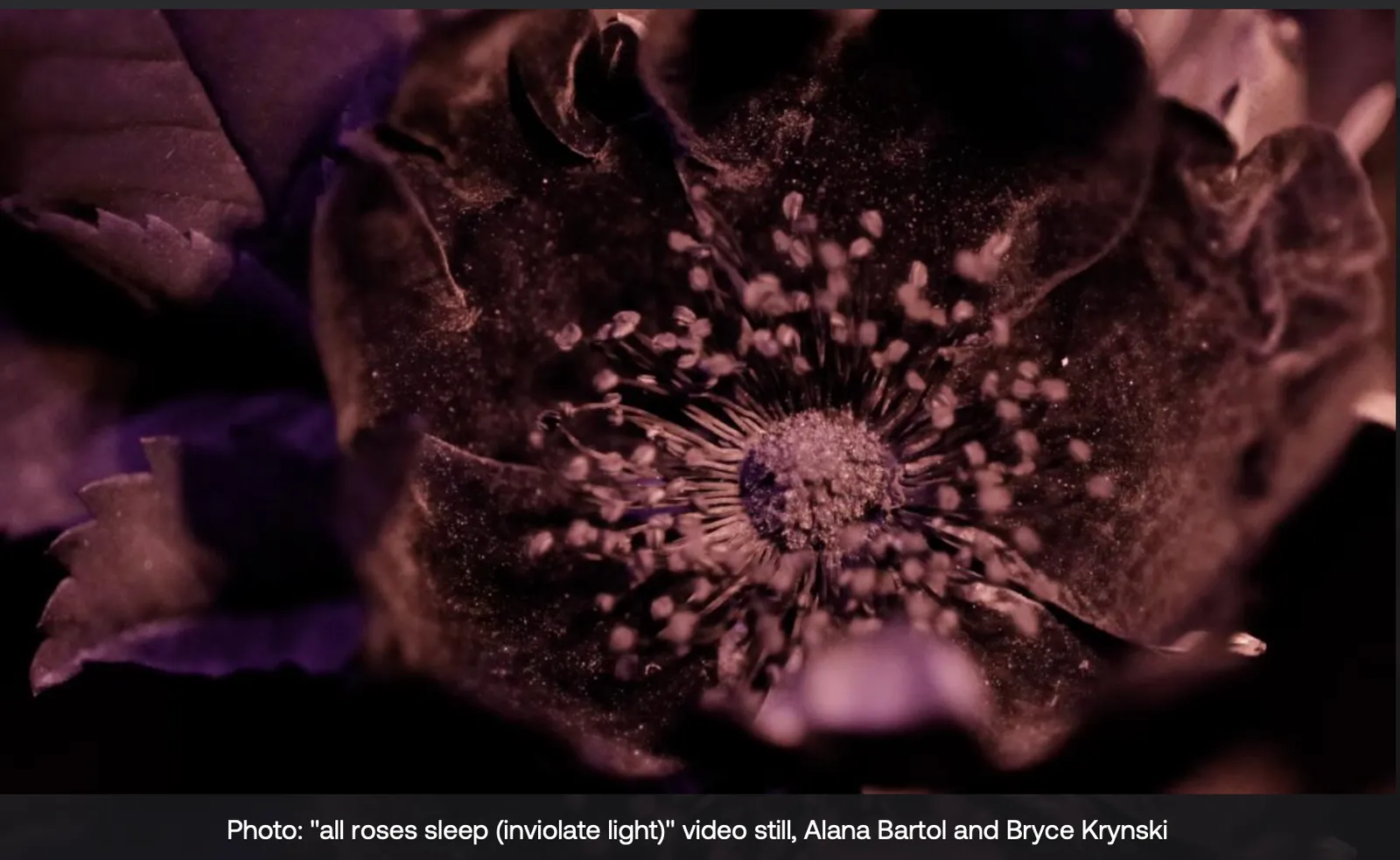 all roses sleep (inviolate light) by Alana Bartol and Bryce Krynski