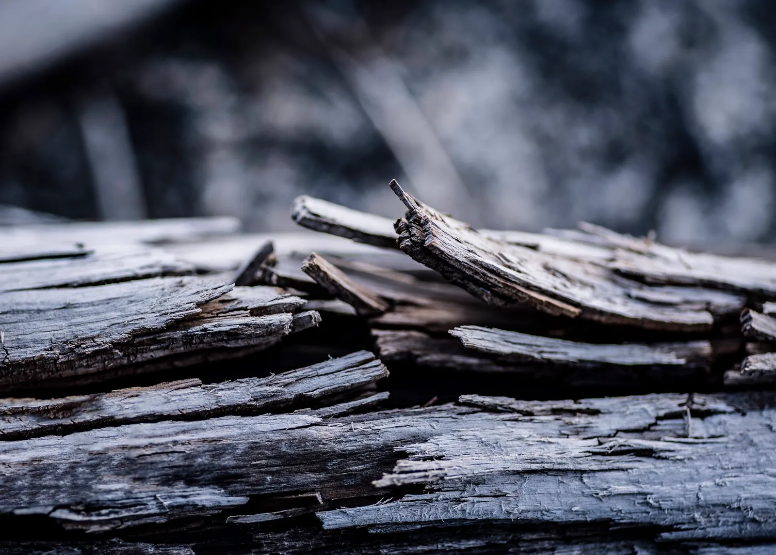 Into the Woods by Dennis Charles